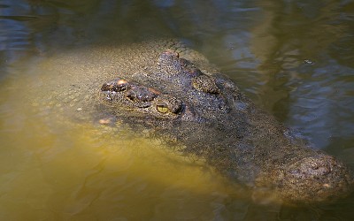  Australian crocodile